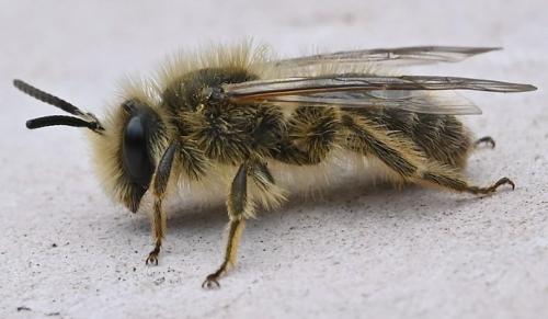 Andrena sp.